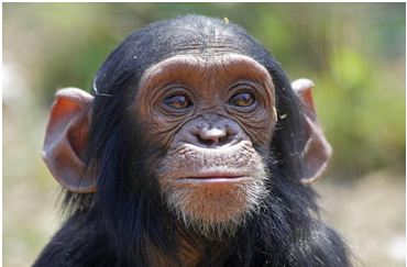 Chimpanze 17.08.2017